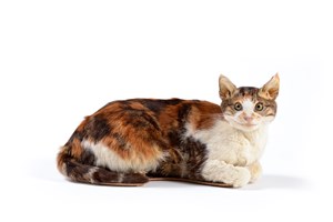 Image description is not available for 2015.9.1